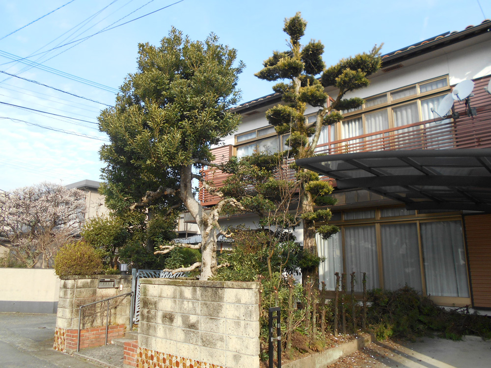 熊本市西区Ｎ様邸改修工事　まずは樹木の伐採。神事も行ないましたよ。