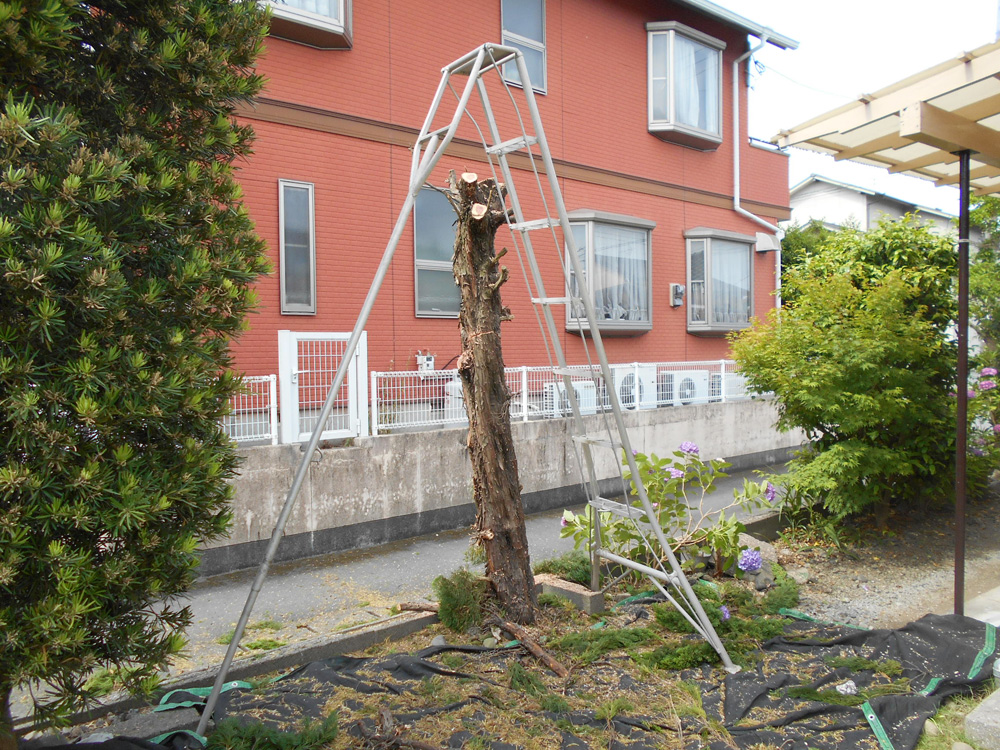 熊本市西区Ｍ様邸　樹木伐採、剪定　カイズカを根元から伐ります。