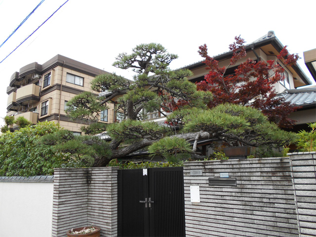 熊本市中央区Ｍ様邸マツと生垣剪定
