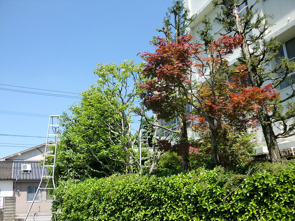 熊本市中央区Ｋ様邸樹木剪定フロー4