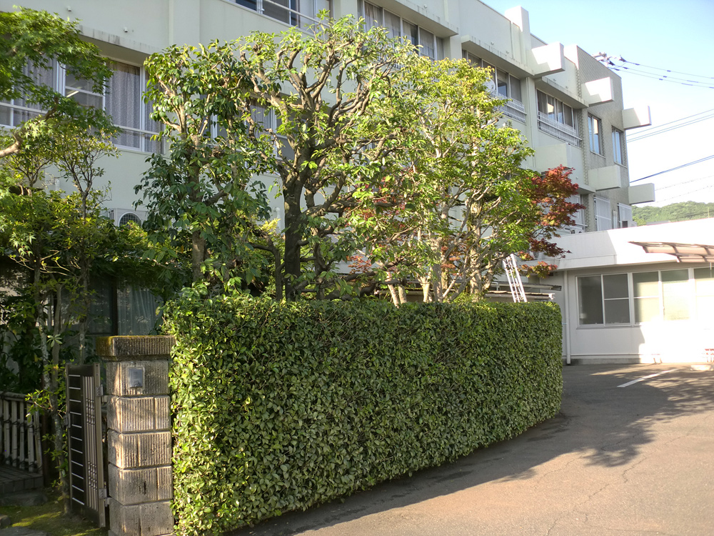 熊本市中央区Ｋ様邸樹木剪定フロー7