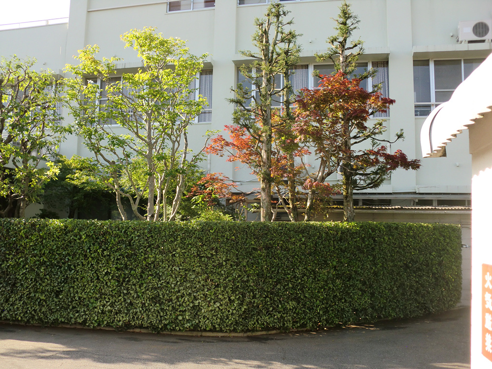 熊本市中央区Ｋ様邸樹木剪定フロー8