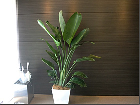 ホテル・施設に植物の設置例