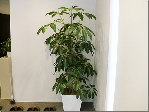 オフィス・お店に植物の設置例