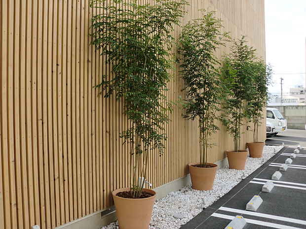 大型観葉植物を使ったレンタル例